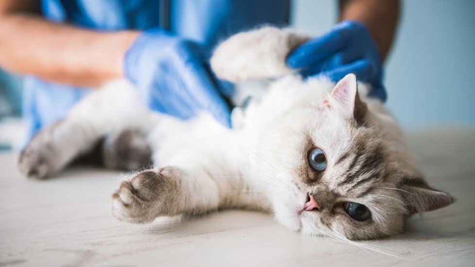 How To Perform CPR on a Cat